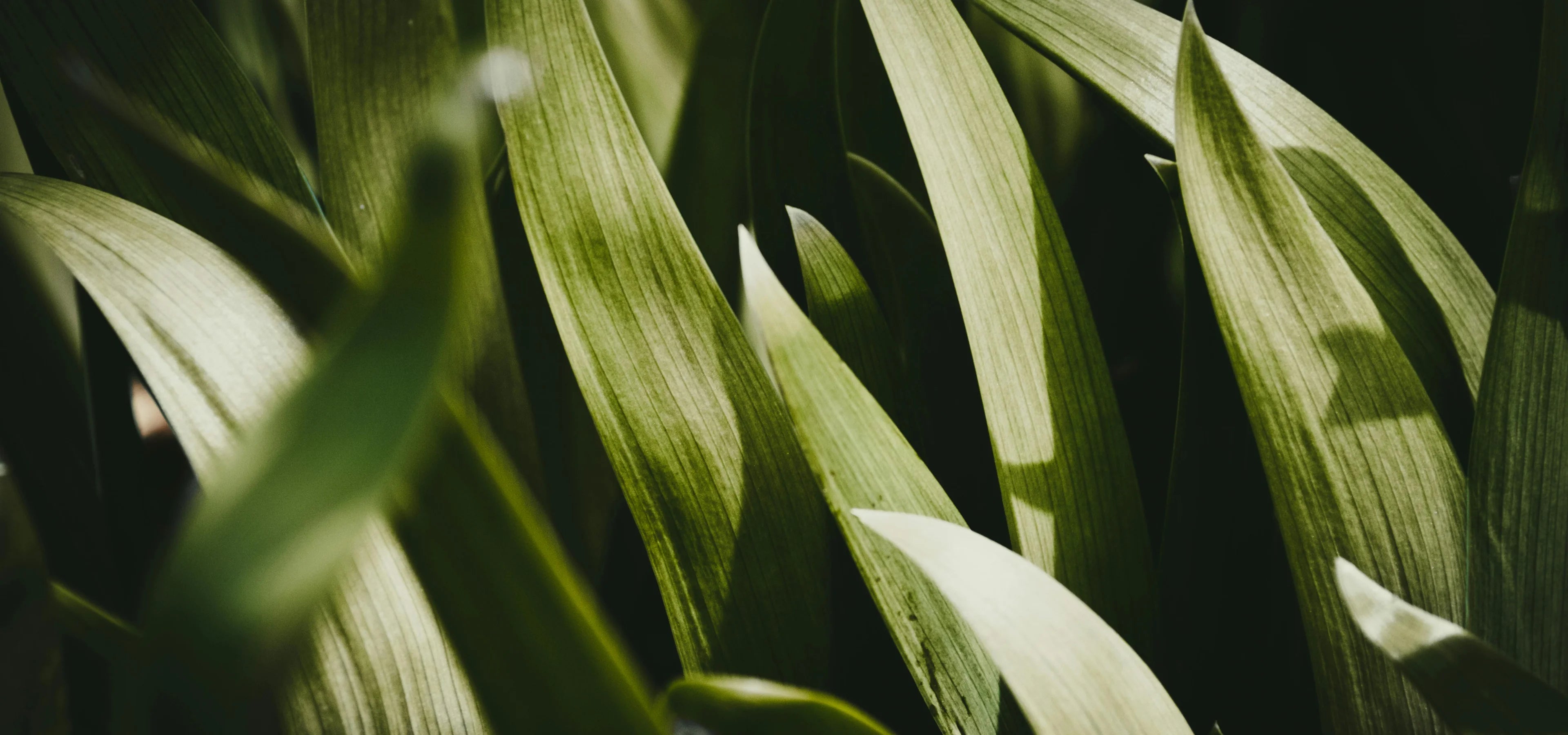 slider image slider_item_kEGbVh